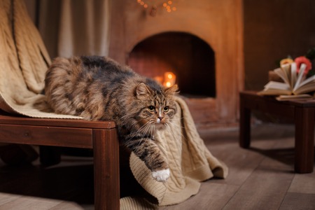 Gray and Black Tabby Cat Relaxing, cat lying on a chairの写真素材