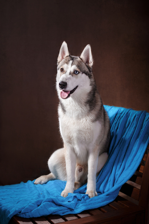 Dog breed Siberian Husky portrait on a studio backgroundの写真素材