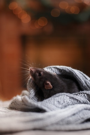studio portrait of a brown domestic ratの写真素材