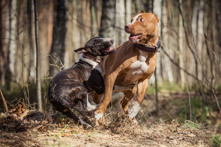 Dog breed American Pit Bull Terrier and Bull Terrier walking in autumn parkの写真素材