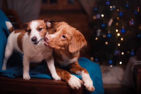 Dog Jack Russell Terrier and Dog Nova Scotia Duck Tolling Retriever holiday, Christmas and New Yearの写真素材