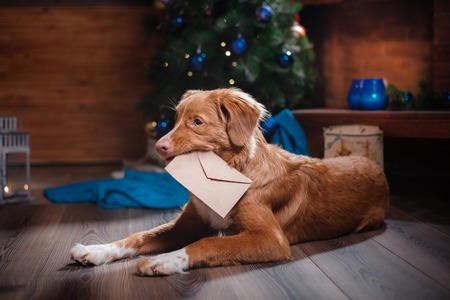 Dog Nova Scotia Duck Tolling Retriever holiday,Christmas and New Yearの写真素材