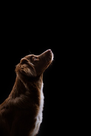Dog Nova Scotia Duck Tolling Retriever portrait on a black backgroundの写真素材