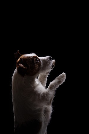 Dog Jack Russell Terrier portrait on a black backgroundの写真素材