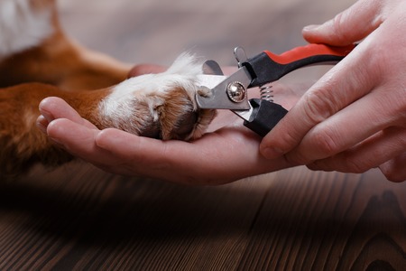 Trimming claws. Manicure and pedicure grooming, dog Jack Russell Terrierの写真素材