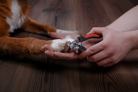 Trimming claws. Manicure and pedicure grooming, dog Jack Russell Terrierの写真素材