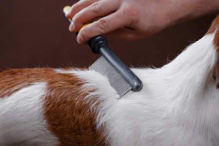 combing her dog Jack Russell Terrier, care for dog hairの写真素材