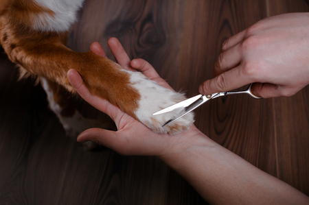 combing her dog Jack Russell Terrier, care for dog hairの写真素材