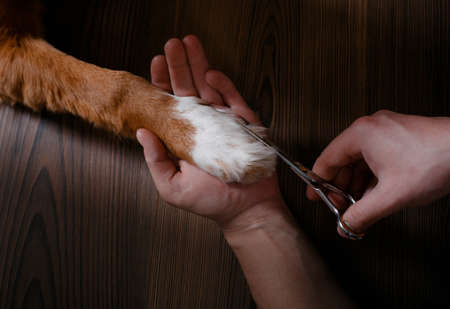 combing her dog Jack Russell Terrier, care for dog hairの写真素材