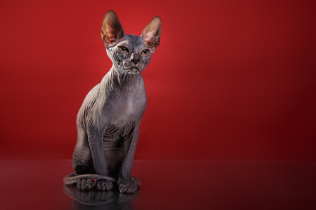 Sphynx kitten portrait on a color backgroundの写真素材