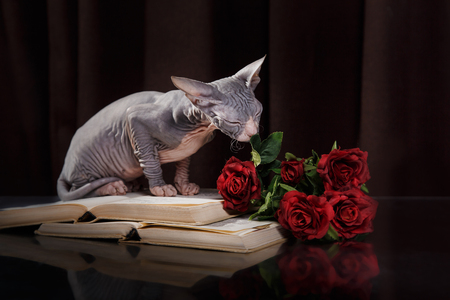 Sphynx kitten portrait on a color backgroundの写真素材