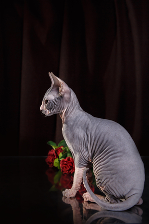 Sphynx kitten portrait on a color backgroundの写真素材