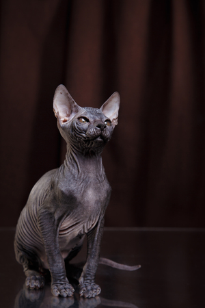 Sphynx kitten portrait on a color backgroundの写真素材