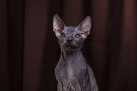 Sphynx kitten portrait on a color backgroundの写真素材