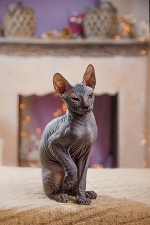 Sphynx kitten portrait on a color backgroundの写真素材