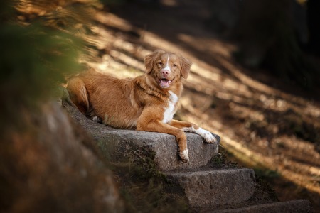 Dog Nova Scotia Duck Tolling Retriever  walking in summer parkの写真素材