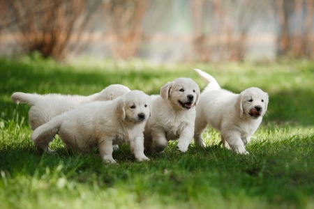 Little puppys Golden retriever, puppies running around, playing in the summer parkの写真素材