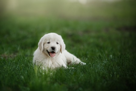 Little puppy Golden retriever, Puppy lying on the grass in the park in the summerの写真素材