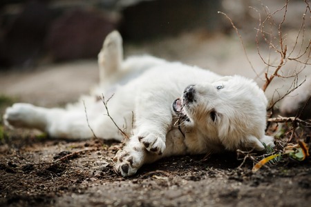 Little puppy Golden retriever, Puppy lying on the grass in the park in the summerの写真素材