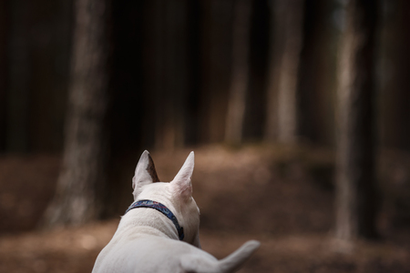 Dog Bull Terrier walking in the park , summerの写真素材