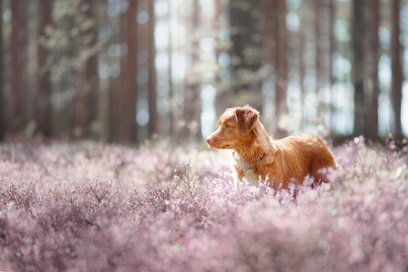 Dog Nova Scotia Duck Tolling Retriever walking in summer park, Dog walking in the forestの写真素材