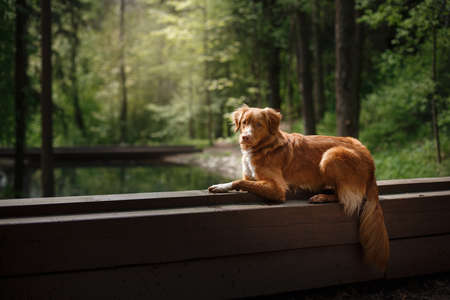 Dog Nova Scotia Duck Tolling Retriever walking in summer park, Dog walking in the forestの写真素材