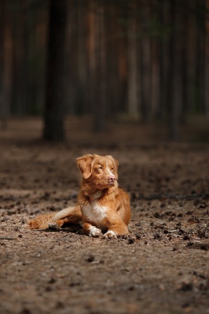Dog Nova Scotia Duck Tolling Retriever walking in summer park, Dog walking in the forestの写真素材