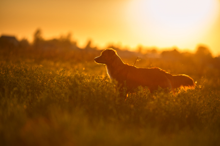 Dog Nova Scotia Duck Tolling Retriever walking in a field in summer, sunsetの写真素材