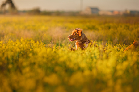 Dog Nova Scotia Duck Tolling Retriever walking in a field in summer, sunset