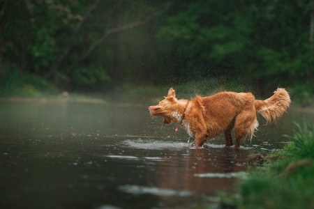 Dog Nova Scotia Duck Tolling Retriever walking by the lakeの写真素材