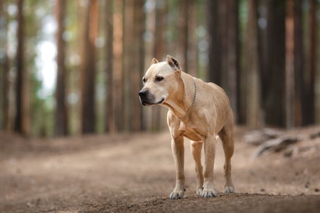 Dog breed American Staffordshire Terrier walking in summer park, Dog walking in the forest