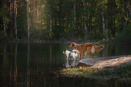 Dog Jack Russell Terrier and Dog Nova Scotia Duck Tolling Retriever walking walking in summer park,...