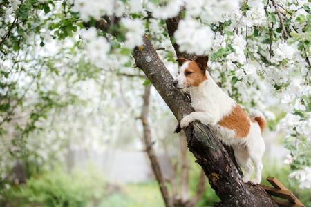 Dog Jack Russell Terrier sitting on a tree on the background of white flowers in the orchard.の写真素材