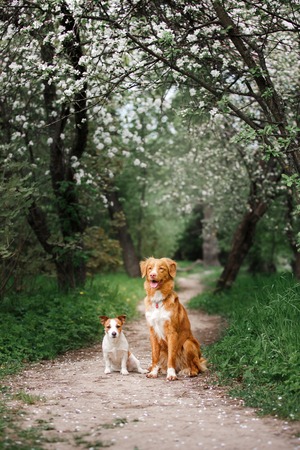 Dog Jack Russell Terrier and Dog Nova Scotia Duck Tolling Retriever walking and sitting on a tree on...