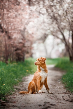 Dog Nova Scotia Duck Tolling Retriever walking in summer park, sitting on a tree on the background of white flowers in the orchard.の写真素材