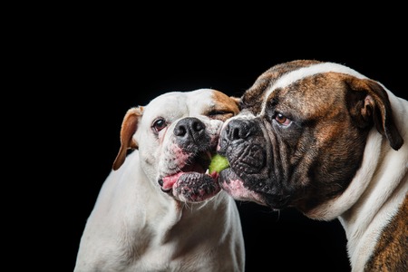 two American Bulldogs, American Bulldog, Dogs plays with the ball on a black background