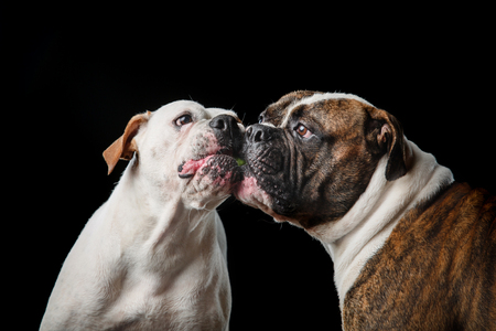 two American Bulldogs, American Bulldog, Dogs plays with the ball on a black backgroundの写真素材