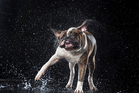 American Bulldog, dog Motion in the water, active dogs, aqueous shootingの写真素材