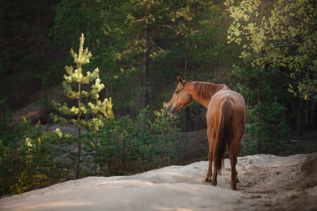 Red horse trotting in a meadow, horse walking togetherの写真素材