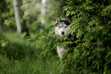 Dog breed Siberian Husky walking in summer park, Dog walking in the forest