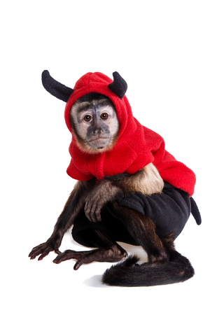 Capuchin monkey on a white background studiaの写真素材