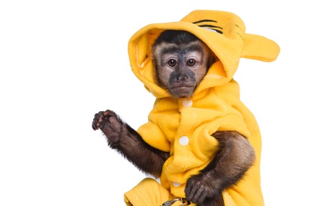 Capuchin monkey on a white background studiaの写真素材