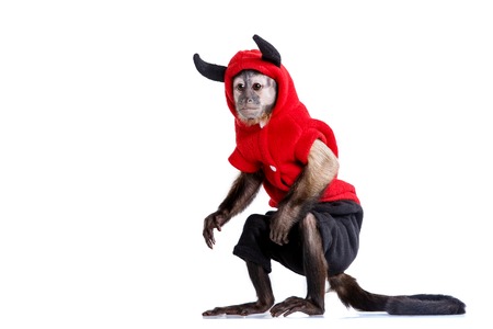 Capuchin monkey on a white background studia