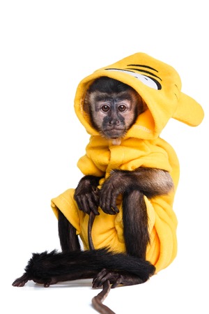 Capuchin monkey on a white background studia