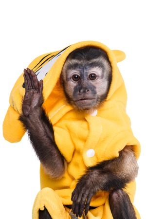 Capuchin monkey on a white background studiaの写真素材