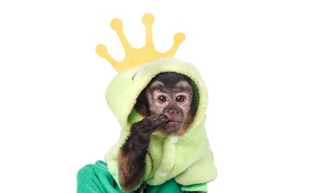 Capuchin monkey on a white background studiaの写真素材