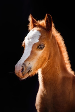 Foal walking in an open paddock in the forestの写真素材