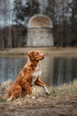 Nova Scotia Duck Tolling Retriever dog in the park