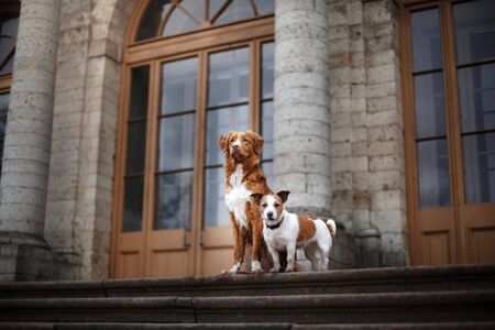 dog at a building Nova Scotia Duck Tolling Retriever and Jack Russell Terrierの写真素材