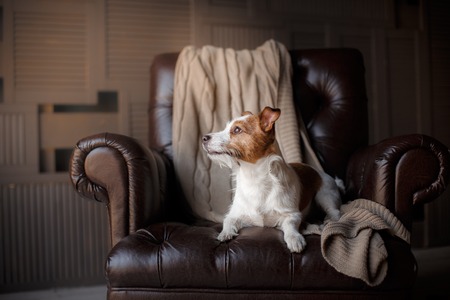 dog resting on a chair Jack Russell Terrierの写真素材
